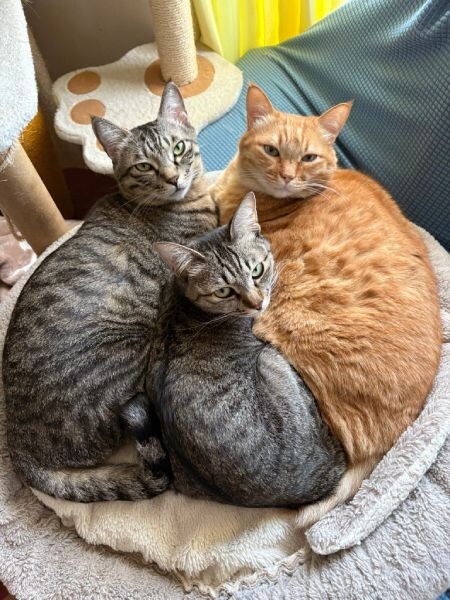 すずくん、つむぎくん、ふうかちゃん