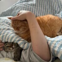 幸せが詰まった「猫バーガー」完成　布団を挟んでサンドされた2匹がかわいすぎる