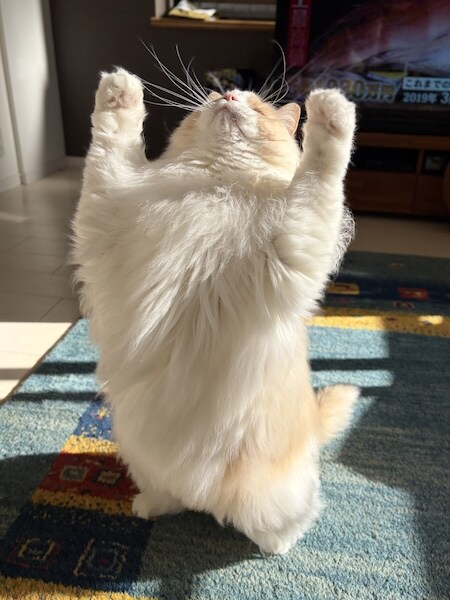 猫だってときにはバリアを張ります！おもちゃで遊んでいるラグドールの、破壊的な1枚