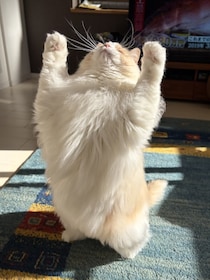 このバリアは突破したい！おもちゃで遊ぶラグドールの、破壊的にかわいい1枚