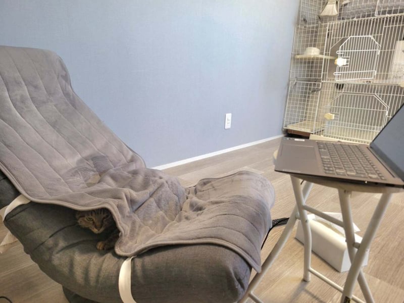 テレワーク中の椅子取り合戦、人間側が完全敗北　理由：猫が可愛い