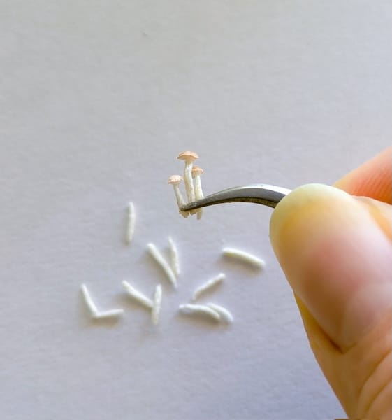 不揃いさがリアルに