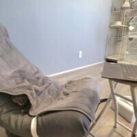 テレワーク中の椅子取り合戦、人間側が完全敗北　理由：猫が可愛い