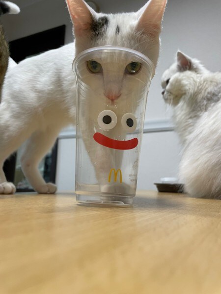 別投稿では、カップの匂いを嗅ごうとして顔を突っ込んでいる等のNGシーンも公開