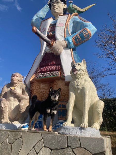 桃太郎のお供に2匹目の犬？像の前で凛々しいポーズを披露する柴犬さん