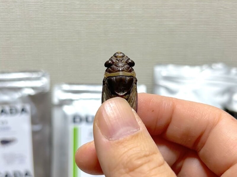 日本のセミより小ぶり