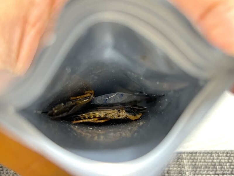 デュビアを開封