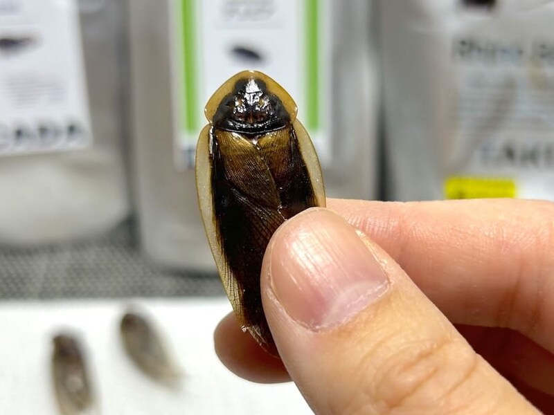 チャバネゴキブリっぽい見た目