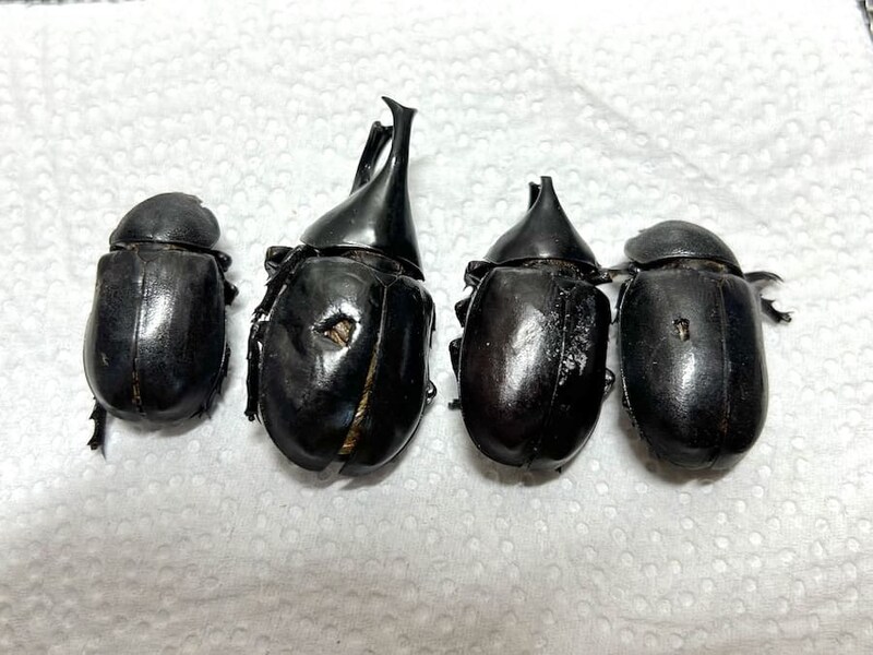 カブトムシも4匹入っている