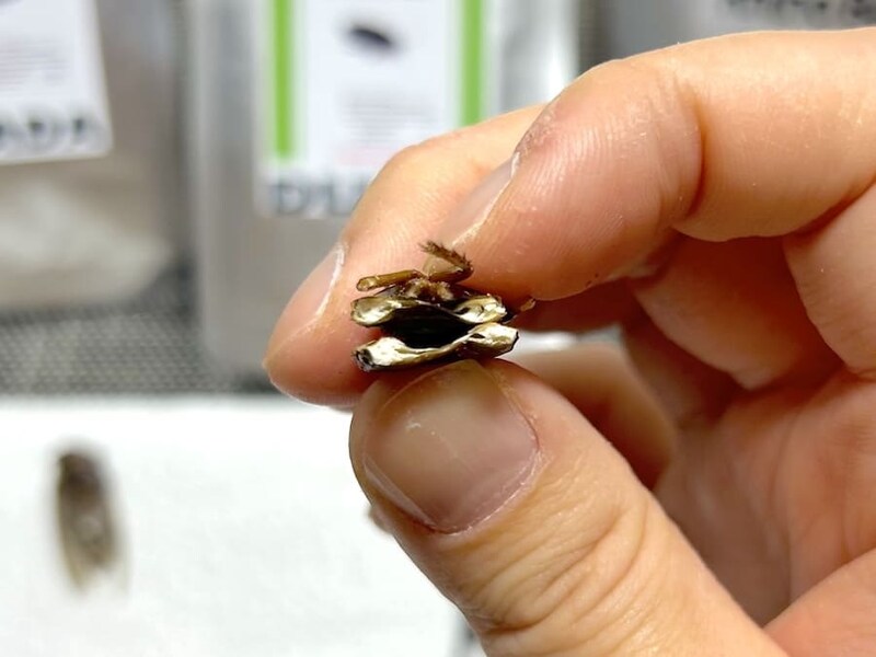 デュビアの断面