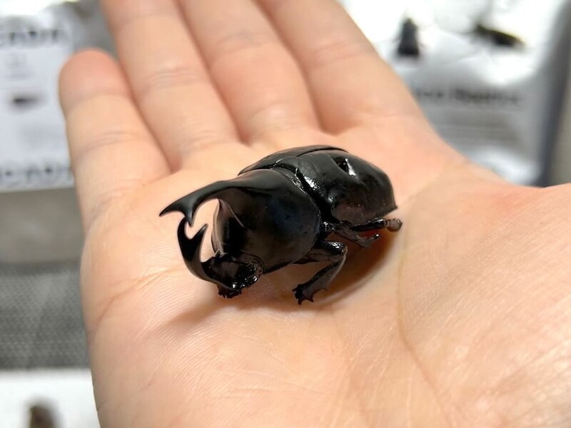 カブトムシのオスを実食
