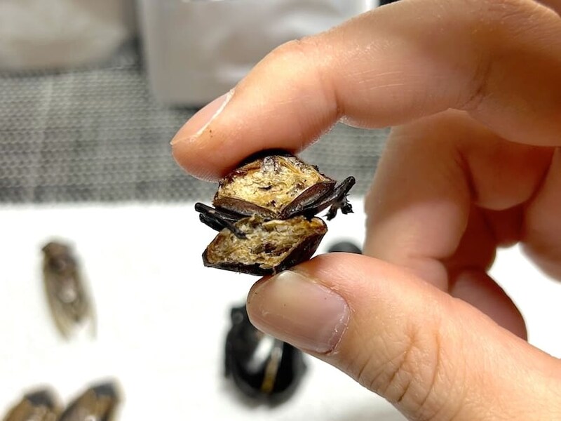 カブトムシの断面