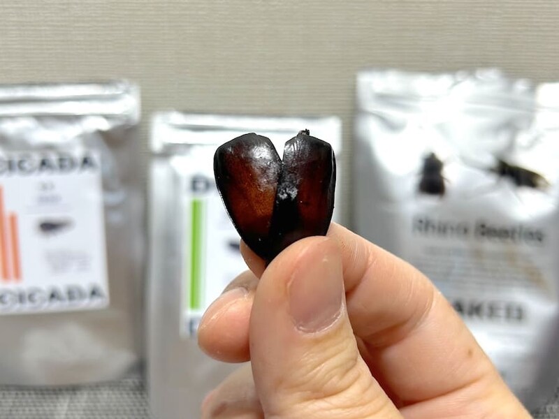 カブトムシの前翅