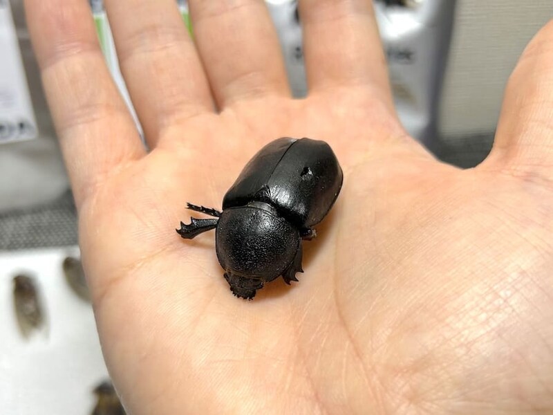 カブトムシのメスを実食