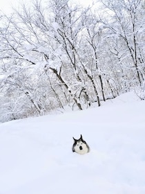 寒くないの……？首まですっぽり雪の中、のんびりくつろぐハスキー