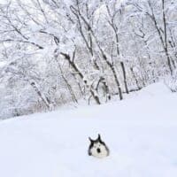 寒くないの……？首まですっぽり雪の中、のんびりくつろぐハスキー