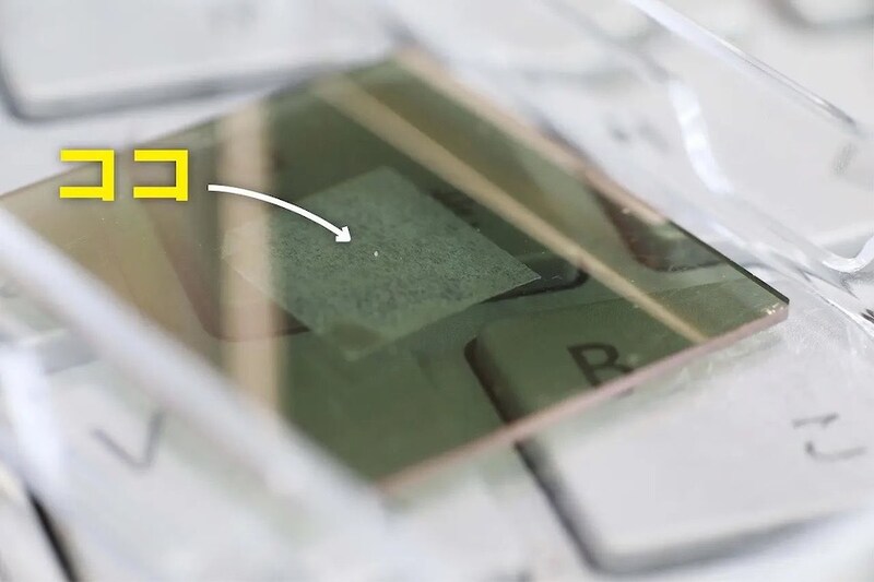 引きでみると白くて小さな粒