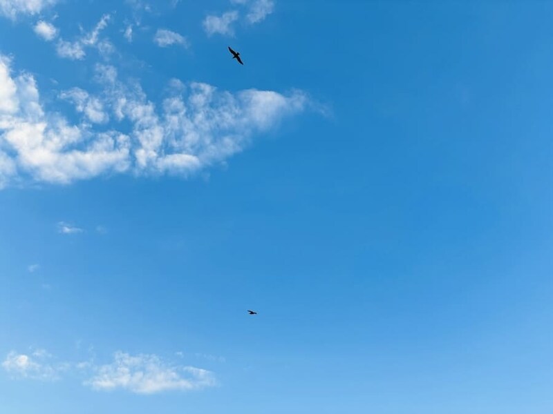 銚子市は冬季のカモメ飛来数が日本一