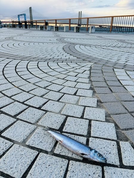 親方！空からイワシが！銚子の日常に紛れた不思議な光景