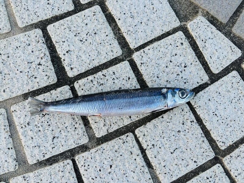 お腹に血と切れ込みが見える