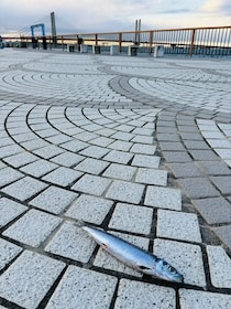 親方！空からイワシが！銚子の日常に紛れた不思議な光景