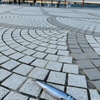 親方！空からイワシが！銚子の日常に紛れた不思議な光景