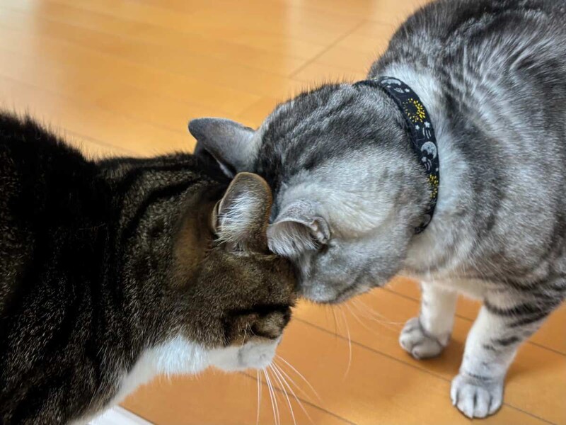 感動の再会?青春映画?額を合わせて見つめ合う猫たち 実はオラオラ中