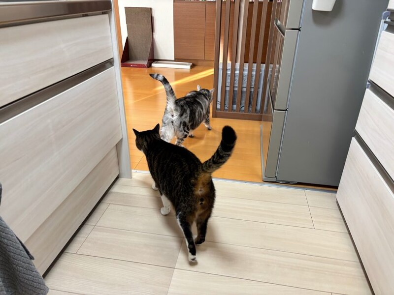 サスケくんを追いかけるとげまるくん