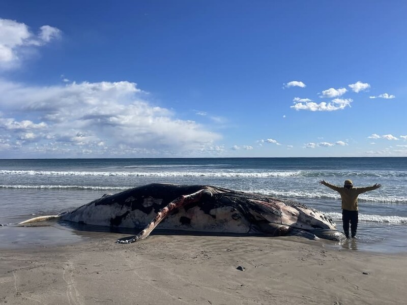 漂着したザトウクジラ