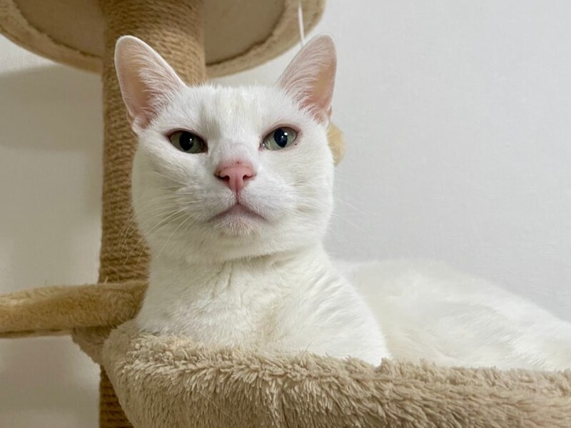 白猫の「おたま」ちゃん