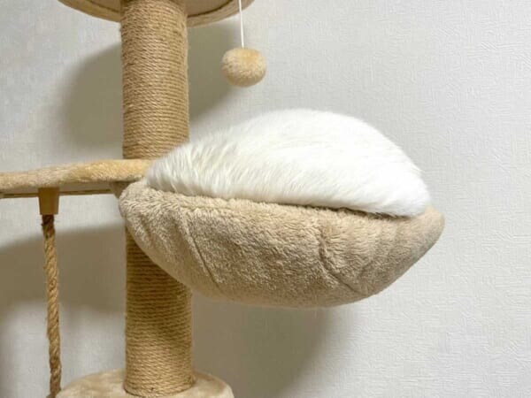 キャットタワーに巨大な餅?飼い主も「たぶん猫」と困惑する白猫の寝姿