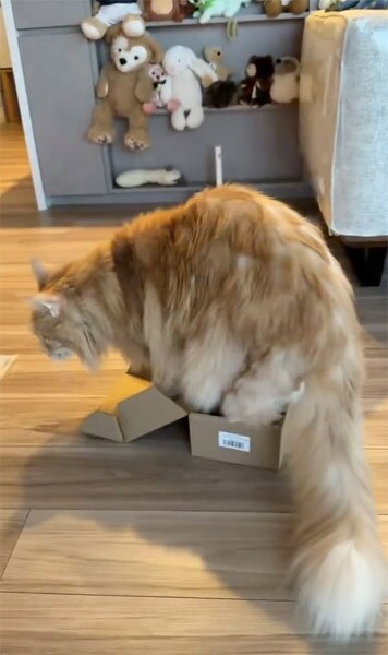 最終的には断念