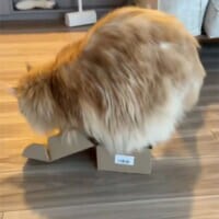 猫は液体……でも流石にそれは無理では？小さな箱に挑み続けるメインクーン