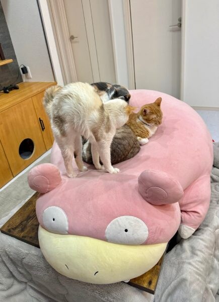 購入当初から猫たちに大人気だったヤドン