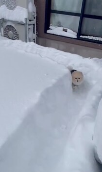 ボブスレーじゃなくて、ポメスレー？雪の日限定の「無限ドッグラン」が楽しそう