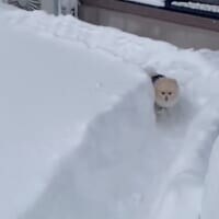 ボブスレーじゃなくて、ポメスレー？雪の日限定の「無限ドッグラン」が楽しそう