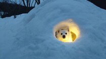 セーブポイント？かまくらの中で光に包まれるワンちゃんがまるでRPGのワンシーン