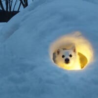 セーブポイント？かまくらの中で光に包まれるワンちゃんがまるでRPGのワンシーン