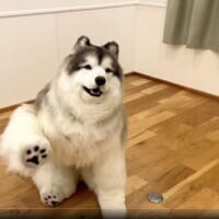 動物を“見る”ではなく、動物に“なる”！　斬新なコンセプトの「とことこ動物園」が話題