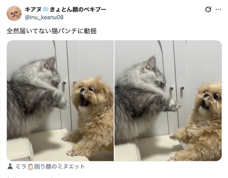 飼い主さんの投稿