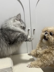 そんなに驚く！？届かない猫パンチを前に、動揺しすぎなわんこ