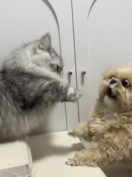 そんなに驚く！？届かない猫パンチを前に、動揺しすぎなわんこ