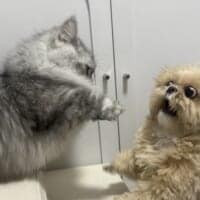 そんなに驚く！？届かない猫パンチを前に、動揺しすぎなわんこ