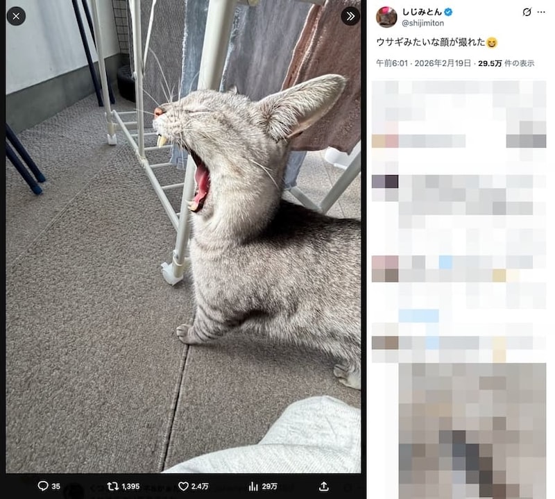 あくびするしじみちゃん