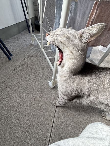 物干し場で撮れた1枚　ウサギに見える猫のあくび姿が話題