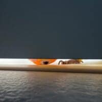 ドアの隙間から覗き込むインコが怖かわいい　「見テルゾ……」