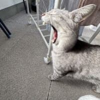 物干し場で撮れた1枚　ウサギに見える猫のあくび姿が話題