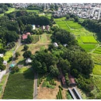 武者小路実篤「新しき村」が村長募集　住人3人からの再生プロジェクト