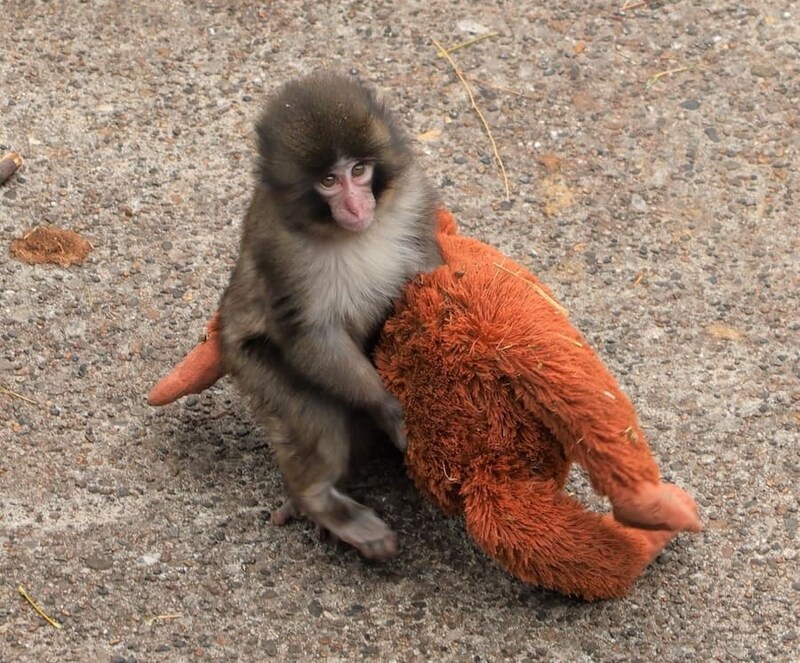ぬいぐるみを運ぶパンチくん（画像提供：市川市動植物園）