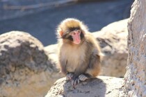 人工哺育ザル、ぬいぐるみを抱えて群れへ　「＃がんばれパンチ」ブームの舞台裏